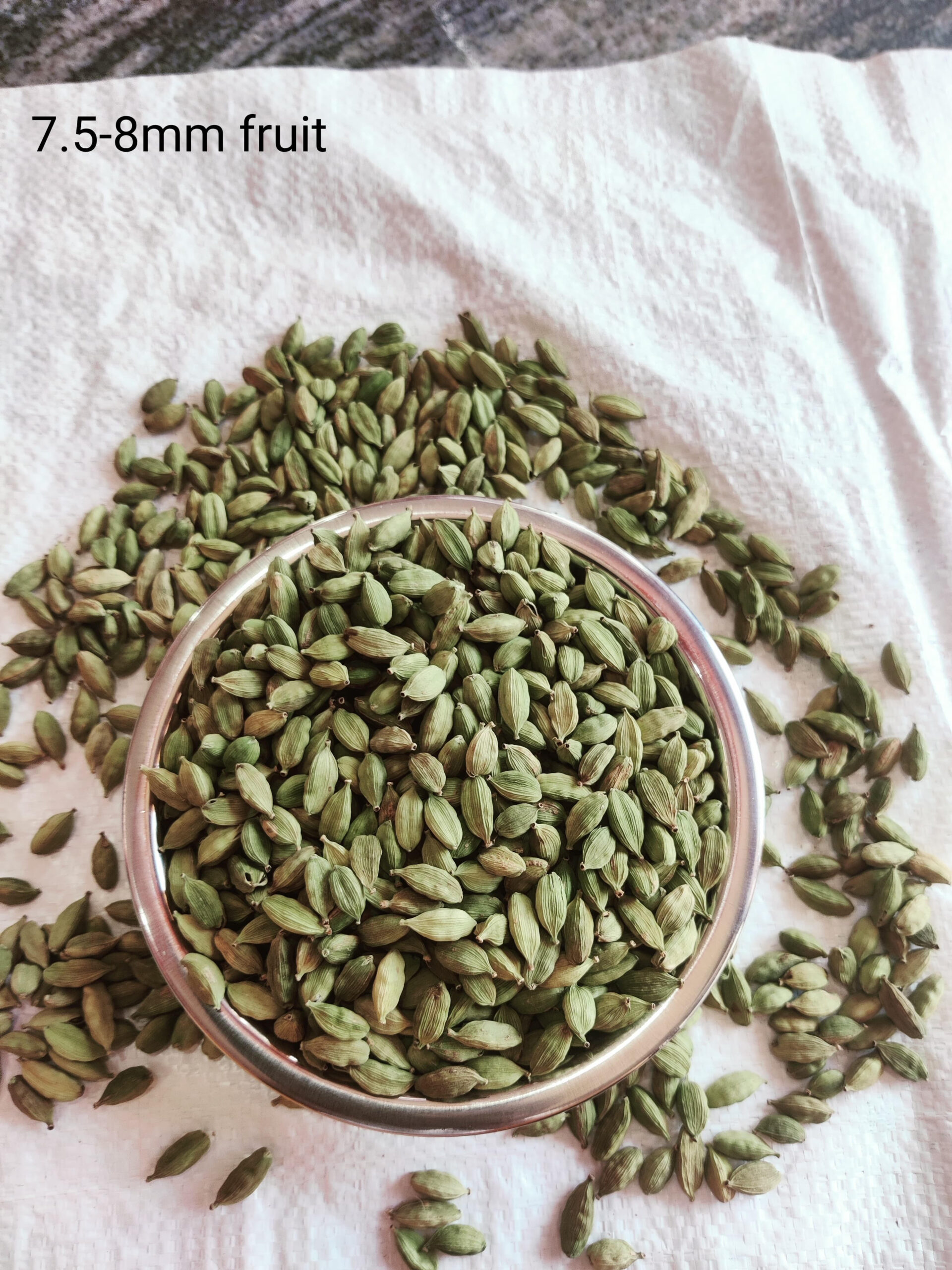 7.5–8 mm Cardamom
